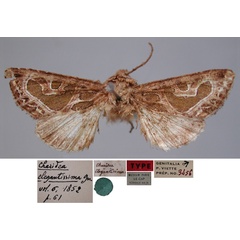 /filer/webapps/moths/media/images/E/elegantissima_Charidea_LT_MNHN.jpg