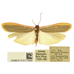 /filer/webapps/moths/media/images/K/kruegeri_Birketsmithiola_HT_BMNH.jpg