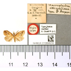 /filer/webapps/moths/media/images/O/obliquilinea_Macroplectra_HT_BMNH.jpg