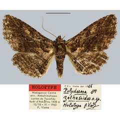 /filer/webapps/moths/media/images/Z/zethesoides_Polydesma_HT_MNHN.jpg