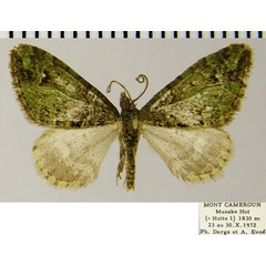 /filer/webapps/moths/media/images/F/fumitacta_Piercia_AM_ZSMa.jpg