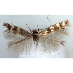 /filer/webapps/moths/media/images/T/turensis_Phyllonorycter_HT_BMNH.jpg