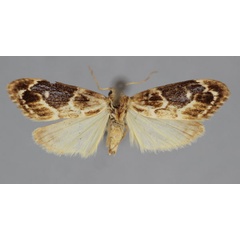 /filer/webapps/moths/media/images/P/parvula_Exilisia_A_BMNH.jpg