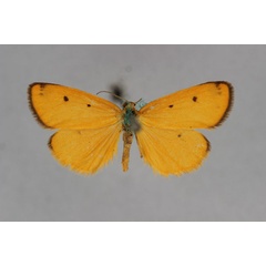 /filer/webapps/moths/media/images/S/subterminalipicta_Ochrota_HT_BMNH.jpg