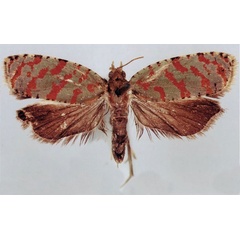 /filer/webapps/moths/media/images/K/kassaicola_Accra_HT_BMNH.jpg