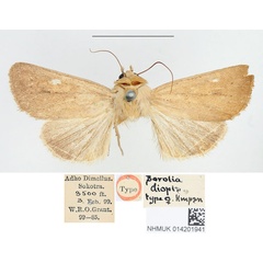 /filer/webapps/moths/media/images/D/diopis_Borolia_HT_BMNH.jpg