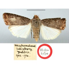 /filer/webapps/moths/media/images/R/ruficeps_Euxoa_HT_BMNH.jpg