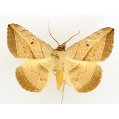 /filer/webapps/moths/media/images/P/pardus_Entomogramma_AM_TMSA_02.jpg