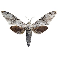 /filer/webapps/moths/media/images/P/pinheyi_Macropoliana_AM_AMUP.jpg
