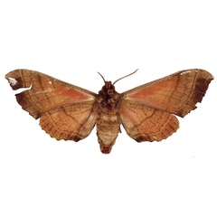 /filer/webapps/moths/media/images/R/rosea_Triptogon_LT_BMNHb.jpg