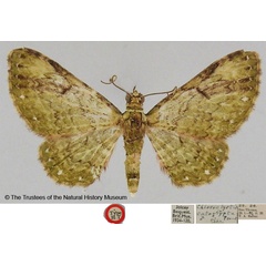 /filer/webapps/moths/media/images/C/catoglypta_Chloroclystis_HT_BMNH.jpg
