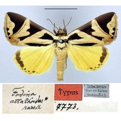 /filer/webapps/moths/media/images/A/attathoides_Fodina_HT_ZMHB.jpg