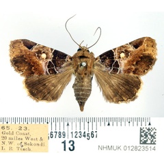 /filer/webapps/moths/media/images/D/discimacula_Athyrma_AM_BMNH.jpg