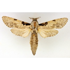 /filer/webapps/moths/media/images/S/squameus_Aethalopteryx_AM_TMSA_01.jpg
