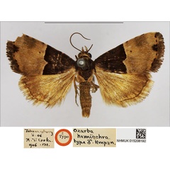/filer/webapps/moths/media/images/H/hemiochra_Ozarba_HT_NHMUK.jpg