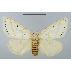 /filer/webapps/moths/media/images/G/gracilis_Lacipa_AF_TMSA_01.jpg
