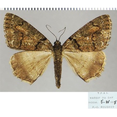 /filer/webapps/moths/media/images/R/raphaelaria_Xylopteryx_AF_ZSMa.jpg