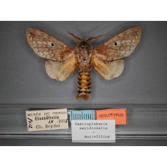 /filer/webapps/moths/media/images/M/meridionalis_Gastroplakaeis_A_RMCA_01.jpg