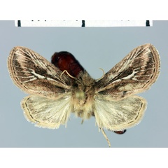 /filer/webapps/moths/media/images/O/obliquifascia_Buakea_AM_MNHN.jpg