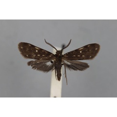 /filer/webapps/moths/media/images/F/fuliginea_Eurosia_A_BMNH.jpg