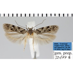 /filer/webapps/moths/media/images/O/ochlerodes_Neotelphusa_AF_ZMHB.jpg