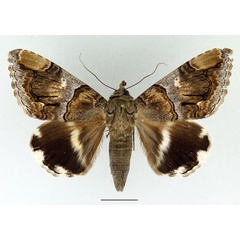 /filer/webapps/moths/media/images/O/oedipodina_Achaea_AF_Basquin.jpg