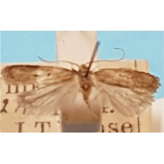 /filer/webapps/moths/media/images/B/binotata_Lecithocera_HT_TMSA.jpg