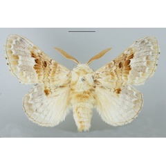 /filer/webapps/moths/media/images/R/regia_Schausinna_AM_TMSA.jpg