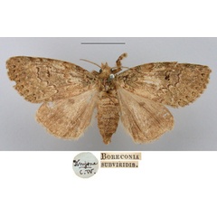 /filer/webapps/moths/media/images/S/subviridis_Boreconia_HT_BMNH.jpg