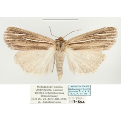 /filer/webapps/moths/media/images/H/heimi_Mythimna_AF_BMNH.jpg