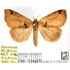 /filer/webapps/moths/media/images/M/mediana_Marcipa_AF_BMNH.jpg