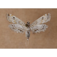 /filer/webapps/moths/media/images/F/fluctuosalis_Parapoynx_AF_Butler.jpg