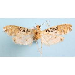 /filer/webapps/moths/media/images/R/rhodoneurialis_Furcivena_AF_CMNHb.jpg