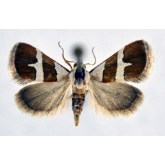 /filer/webapps/moths/media/images/A/alexi_Eublemma_A_NHMO.jpg