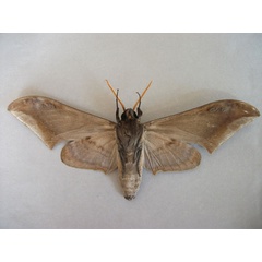 /filer/webapps/moths/media/images/G/guessfeldtii_Acanthosphinx_A_Baron_02.jpg