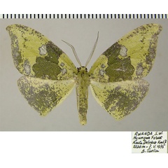 /filer/webapps/moths/media/images/B/banakaria_Cherbulois_AF_ZSM.jpg