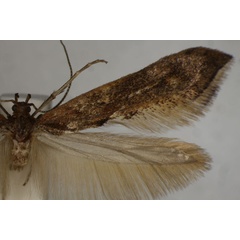 /filer/webapps/moths/media/images/O/oriplanta_Epermenia_HT_BMNH.jpg