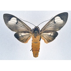 /filer/webapps/moths/media/images/B/bipartitoides_Amerila_A_NHMO.jpg