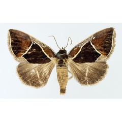 /filer/webapps/moths/media/images/P/pentagonalis_Parafodina_AM_TMSA_02.jpg