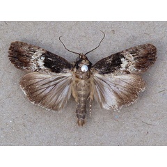 /filer/webapps/moths/media/images/S/subcurva_Stenopterygia_A_Butler.jpg