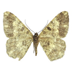 /filer/webapps/moths/media/images/A/angulosa_Afroracotis_AF_ZSM.jpg