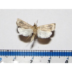 /filer/webapps/moths/media/images/C/chrysographellus_Ancylolomia_A_Goffb.jpg