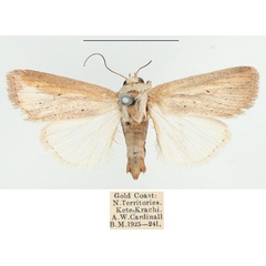 /filer/webapps/moths/media/images/M/miasticta_Leucania_AM_BMNH_02.jpg