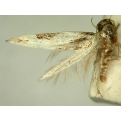 /filer/webapps/moths/media/images/H/hyptiota_Strenophila_ST482_TMSA_01.jpg