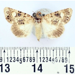 /filer/webapps/moths/media/images/T/turcorum_Iranada_AF_BMNH.jpg