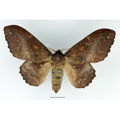 /filer/webapps/moths/media/images/A/audeoudi_Mimopacha_AF_Basquin_02.jpg