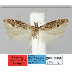 /filer/webapps/moths/media/images/M/meyi_Athrips_PT_ZMHB.jpg