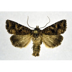 /filer/webapps/moths/media/images/I/inferior_Tycomarptes_A_NHMO.jpg