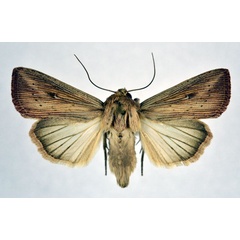 /filer/webapps/moths/media/images/P/punctulata_Leucania_A_NHMO.jpg