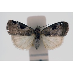 /filer/webapps/moths/media/images/B/bicostata_Episcotia_HT_RMCA_02.jpg
